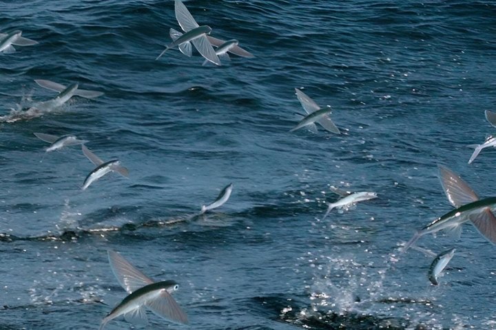 Catalina Nighttime Flying Fish and Undersea Adventure Cruise