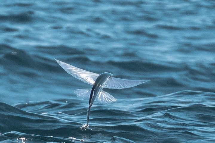 Catalina Nighttime Flying Fish and Undersea Adventure Cruise