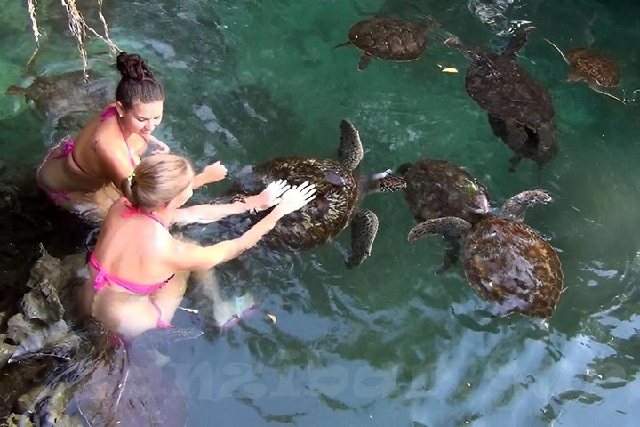 Mnemba Dolphins, Snorkeling & Nungwi Swim With Sea Turtles