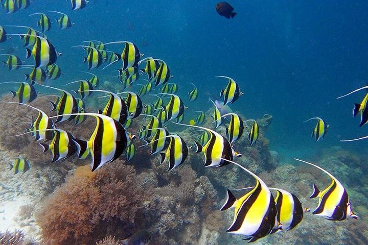 Mnemba Dolphins, Snorkeling & Nungwi Swim With Sea Turtles