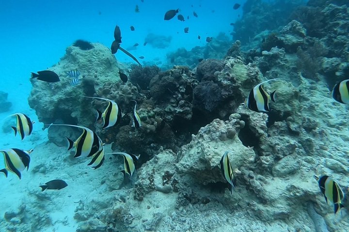 Mnemba Dolphins, Snorkeling & Nungwi Swim With Sea Turtles
