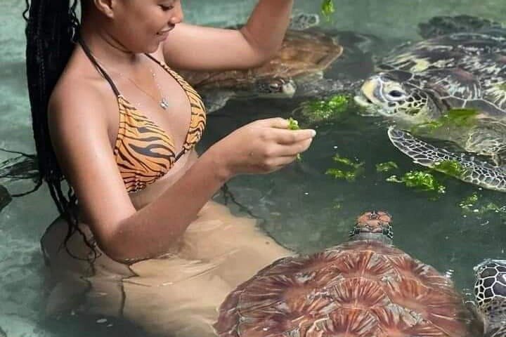 Mnemba Dolphins, Snorkeling & Nungwi Swim With Sea Turtles