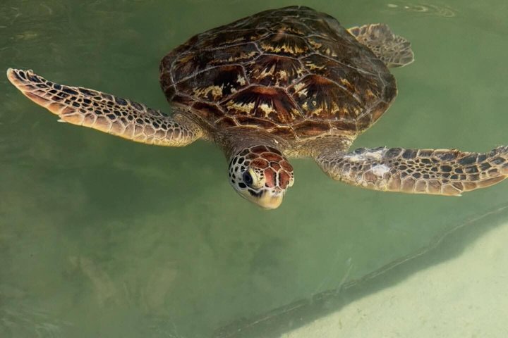 Mnemba Dolphins, Snorkeling & Nungwi Swim With Sea Turtles