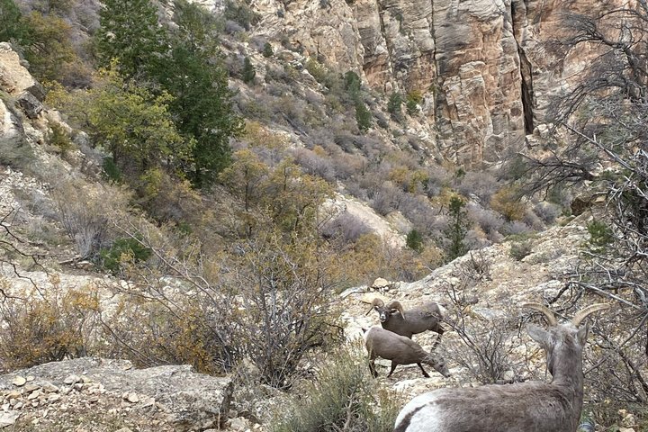 Grand Canyon Day Tour with Lunch Included - Pickup from Flagstaff