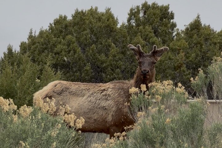 Grand Canyon Day Tour with Lunch Included - Pickup from Flagstaff
