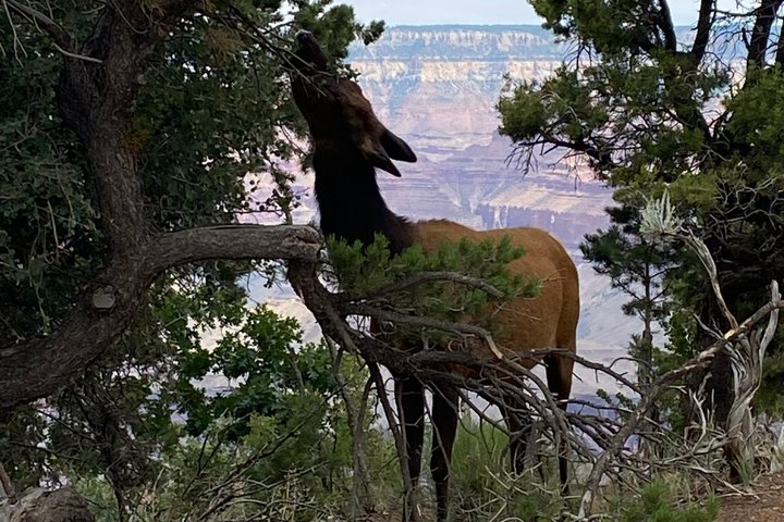 Grand Canyon Day Tour with Lunch Included - Pickup from Flagstaff