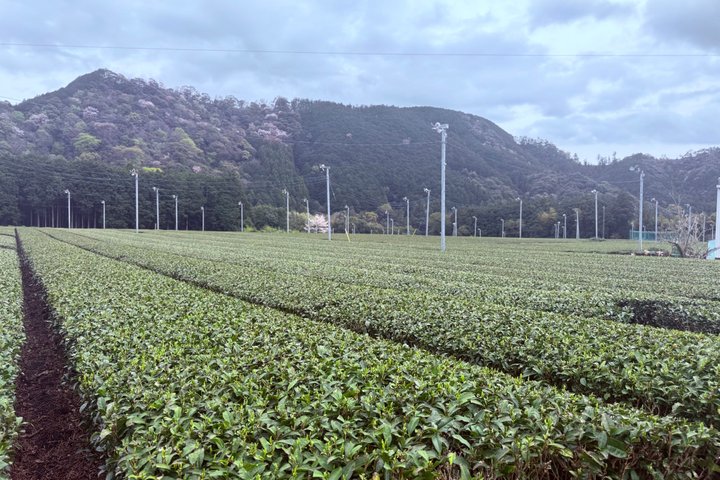 Ise Private Custom Tour: A Sacred Pilgrimage, Shrine & Nature