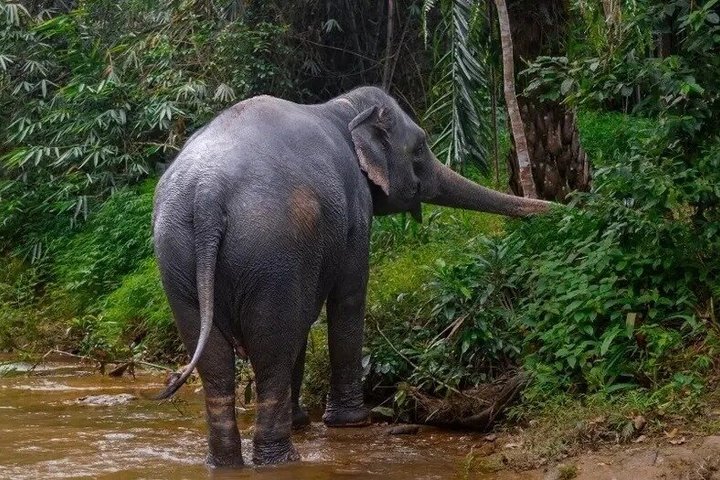 Khao Lak Elephant Sanctuary, Waterfall & Turtle Conservation