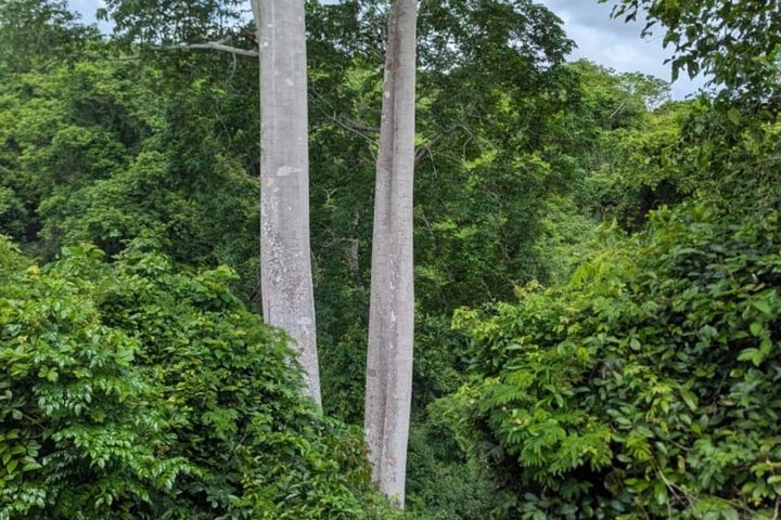 Pugu Hills Guided Trail Walk & Bird watching (Full-Day Trip)