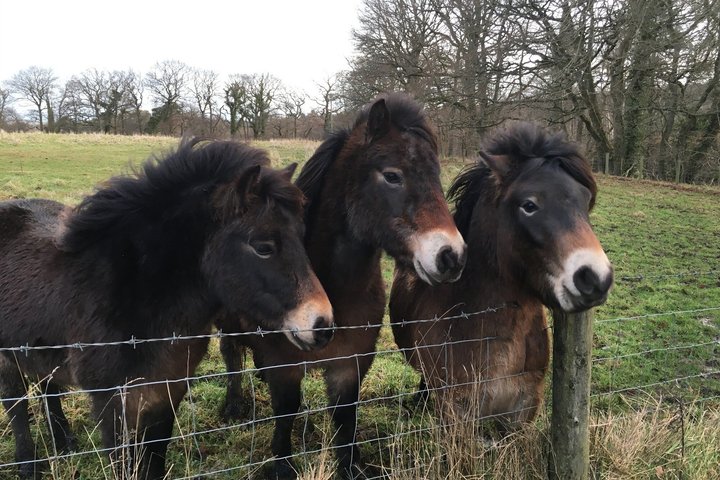 Scalloway & Shetland Ponies Private Shore Tour