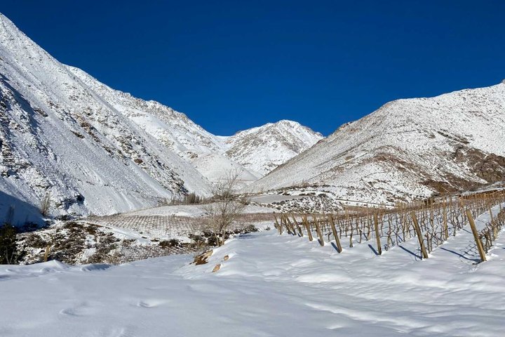 Tour Wineries From the Grape to the Cup