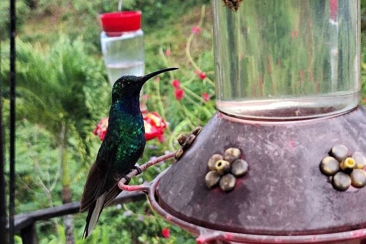 Caribbean Coast Highlights Hummingbirds, Waterfall and Beaches