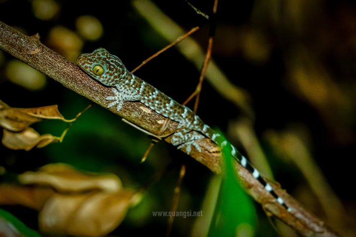 Jungle Night Herping Tour Discover Phu Quoc's Nocturnal Wildlife