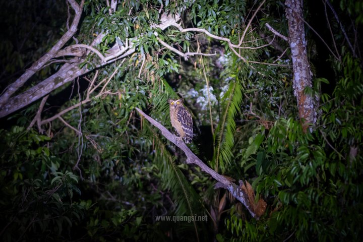 Jungle Night Herping Tour Discover Phu Quoc's Nocturnal Wildlife