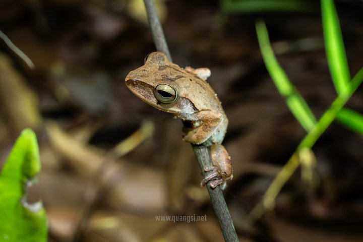 Jungle Night Herping Tour Discover Phu Quoc's Nocturnal Wildlife