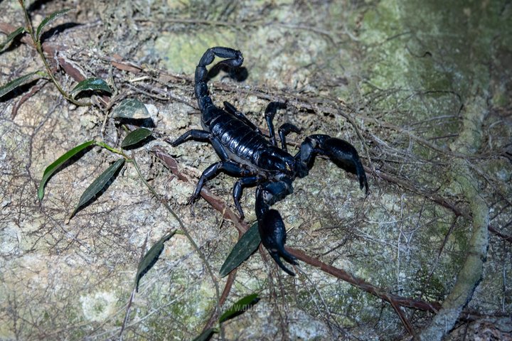 Jungle Night Herping Tour Discover Phu Quoc's Nocturnal Wildlife