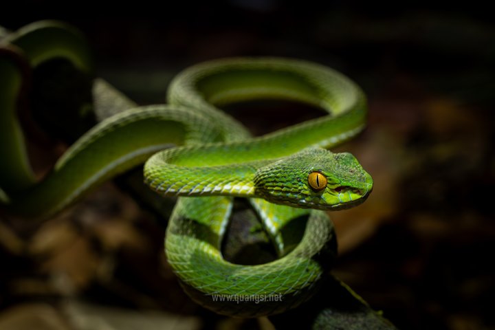Jungle Night Herping Tour Discover Phu Quoc's Nocturnal Wildlife