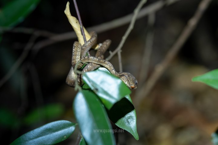 Jungle Night Herping Tour Discover Phu Quoc's Nocturnal Wildlife