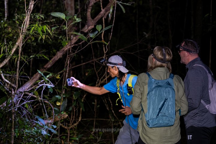 Jungle Night Herping Tour Discover Phu Quoc's Nocturnal Wildlife