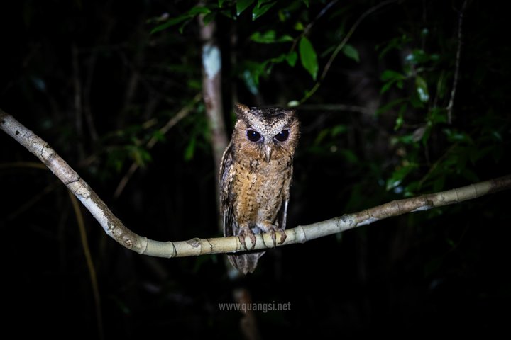 Jungle Night Herping Tour Discover Phu Quoc's Nocturnal Wildlife