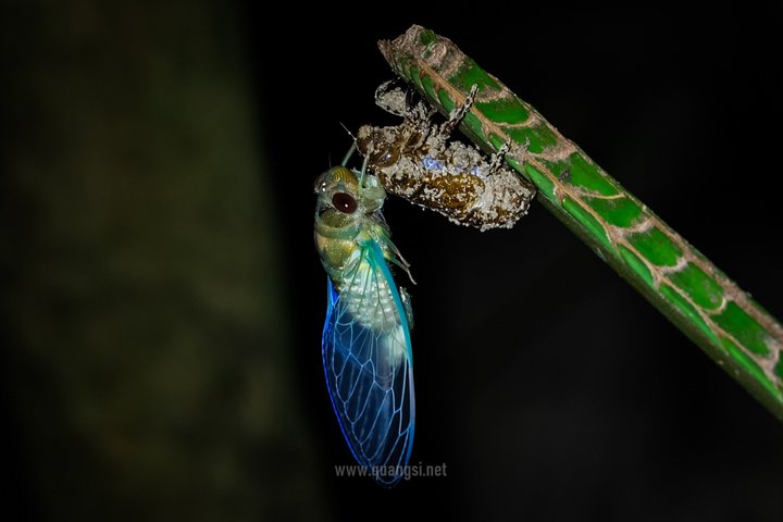 Jungle Night Herping Tour Discover Phu Quoc's Nocturnal Wildlife