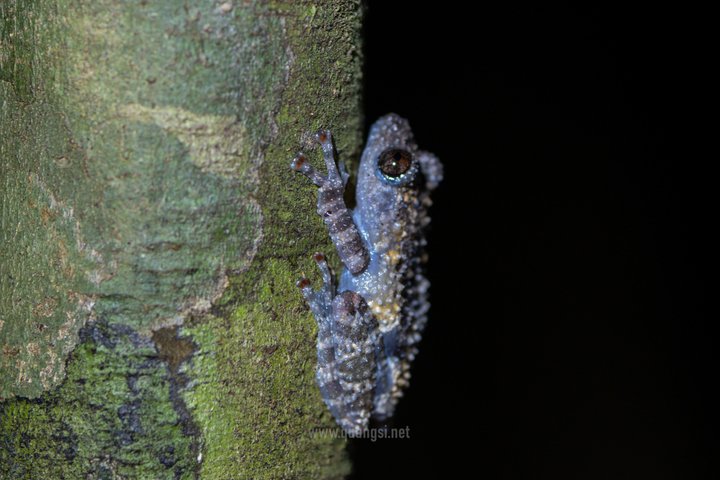 Jungle Night Herping Tour Discover Phu Quoc's Nocturnal Wildlife