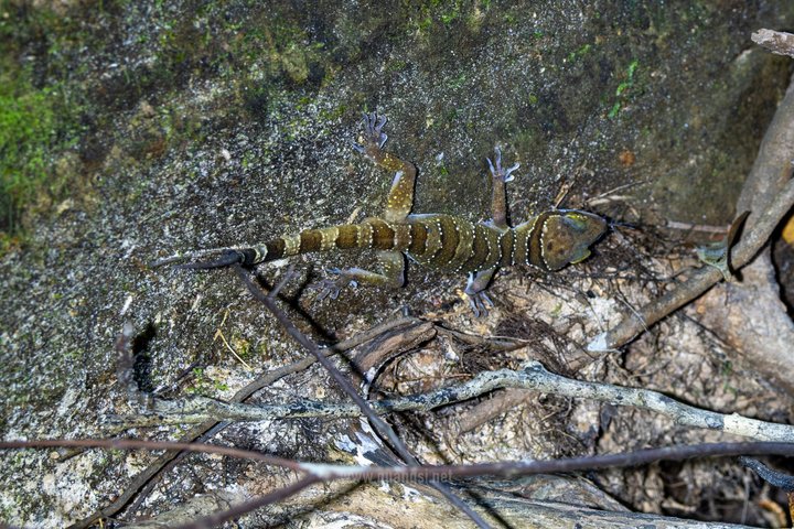 Jungle Night Herping Tour Discover Phu Quoc's Nocturnal Wildlife