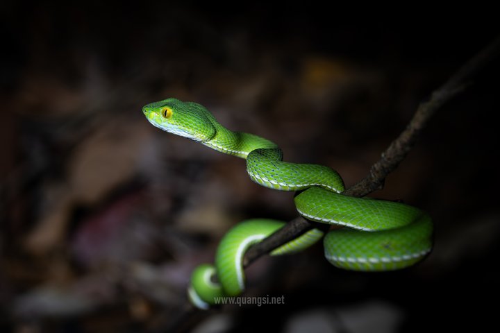 Jungle Night Herping Tour Discover Phu Quoc's Nocturnal Wildlife