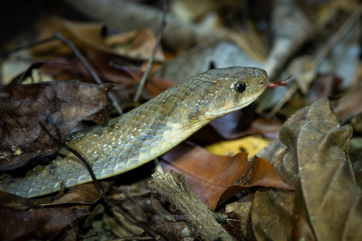 Jungle Night Herping Tour Discover Phu Quoc's Nocturnal Wildlife