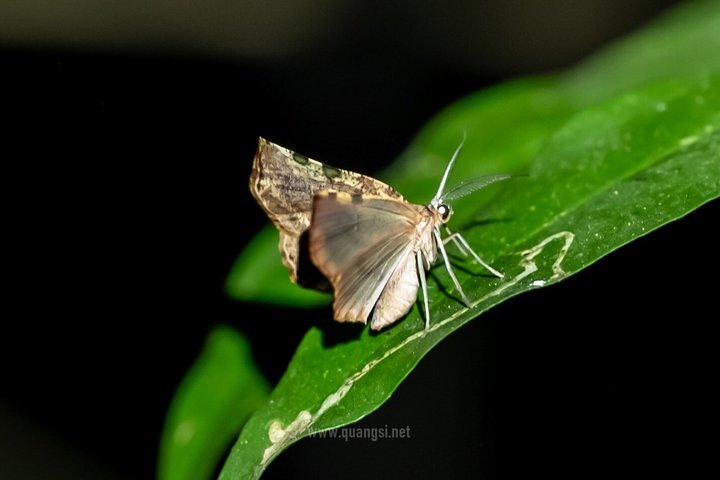 Jungle Night Herping Tour Discover Phu Quoc's Nocturnal Wildlife