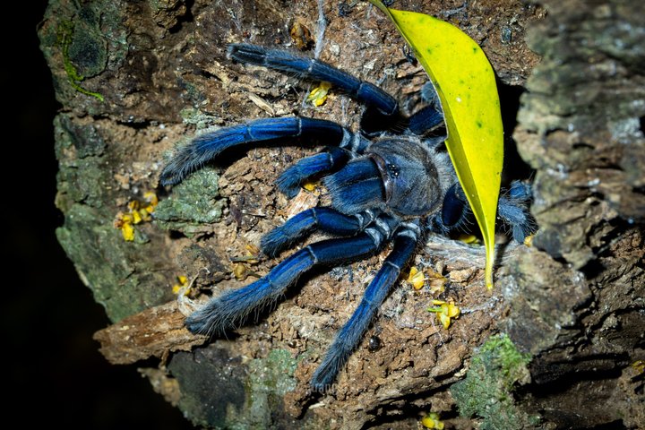 Jungle Night Herping Tour Discover Phu Quoc's Nocturnal Wildlife
