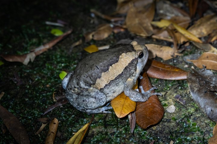 Jungle Night Herping Tour Discover Phu Quoc's Nocturnal Wildlife