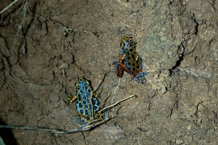 Jungle Night Herping Tour Discover Phu Quoc's Nocturnal Wildlife