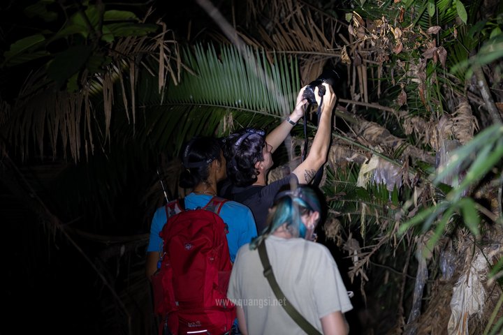 Jungle Night Herping Tour Discover Phu Quoc's Nocturnal Wildlife