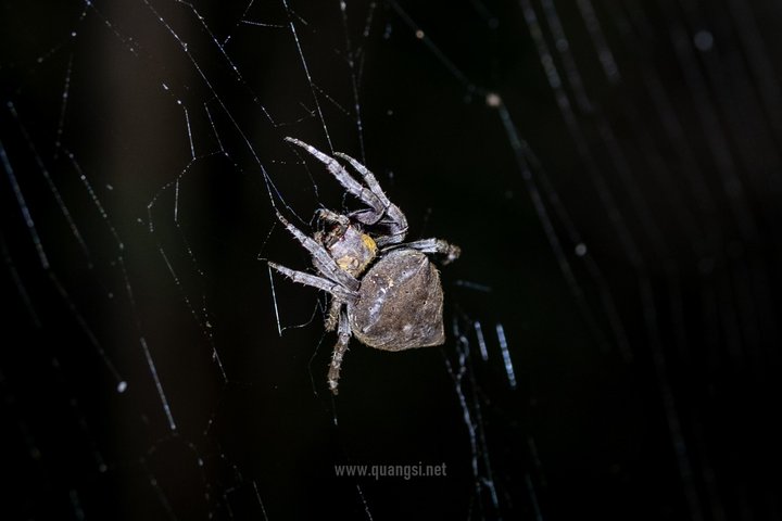Jungle Night Herping Tour Discover Phu Quoc's Nocturnal Wildlife