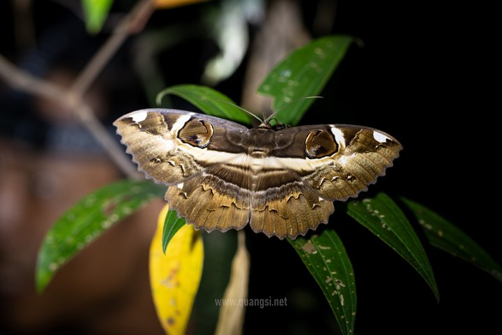 Jungle Night Herping Tour Discover Phu Quoc's Nocturnal Wildlife