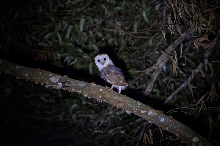 Jungle Night Herping Tour Discover Phu Quoc's Nocturnal Wildlife