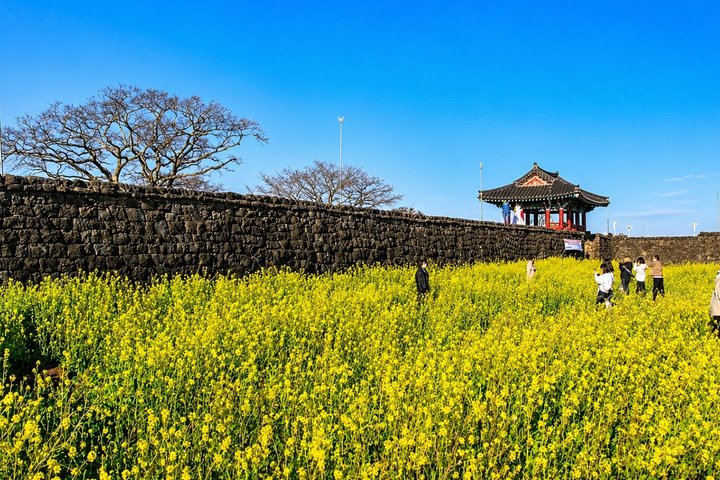 Jeju Private Car Charter Tour