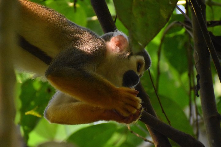 3 Day Amazon Glamping Adventure with Kichwa Community Immersion