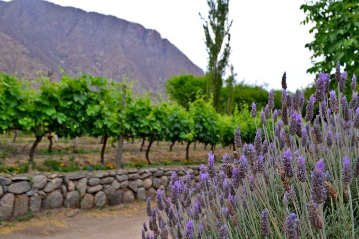 CAFAYATE Wine and Nature, Regional Lunch in El Divisadero