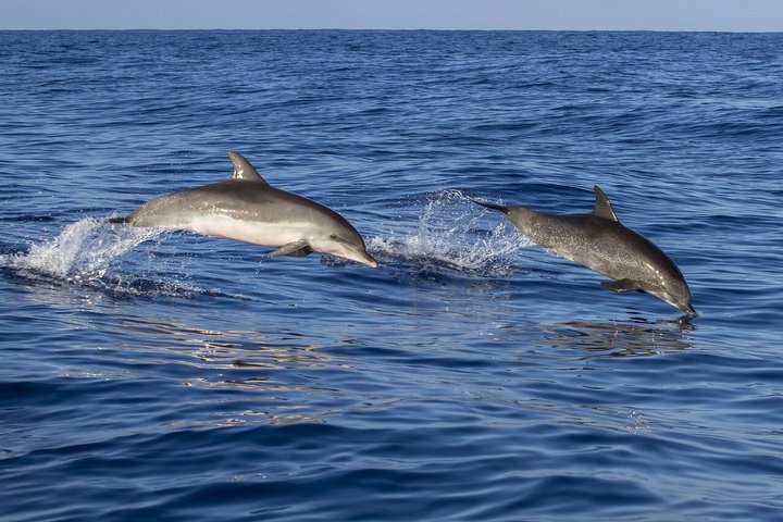 Sailing boat Algeciras Bay with Dolphins and Tapas