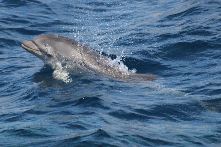 Sailing boat Algeciras Bay with Dolphins and Tapas