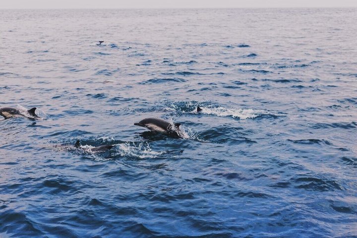 Sailing boat Algeciras Bay with Dolphins and Tapas