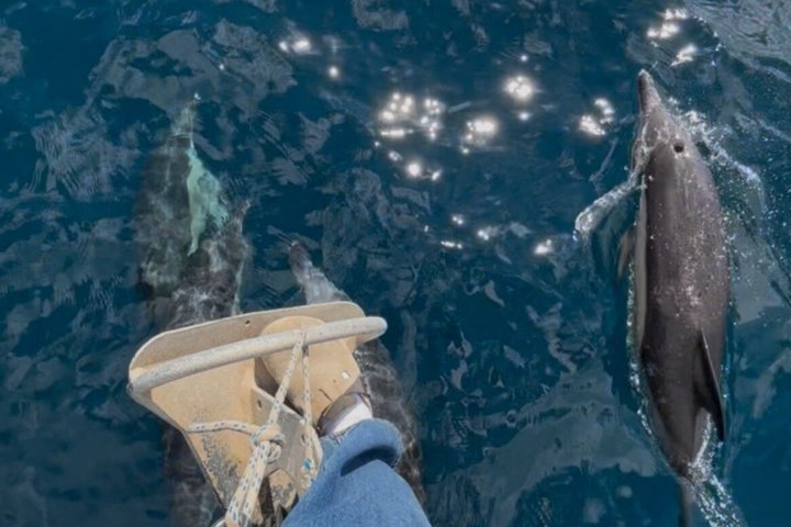 Sailing boat Algeciras Bay with Dolphins and Tapas
