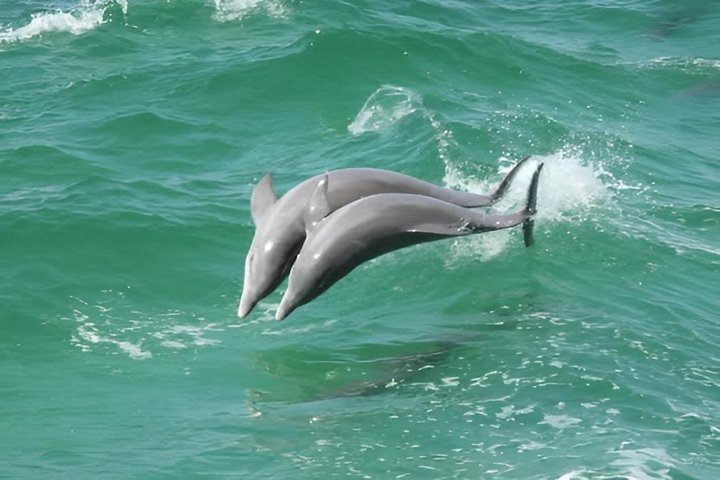 BIG FUN Dolphin Cruise & Sealife Experiece ORANGE BEACH ALABAMA