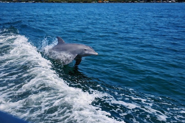 BIG FUN Dolphin Cruise & Sealife Experiece ORANGE BEACH ALABAMA