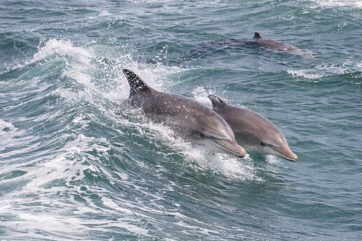 BIG FUN Dolphin Cruise & Sealife Experiece ORANGE BEACH ALABAMA