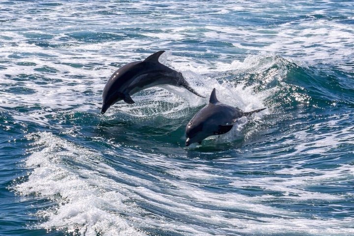 BIG FUN Dolphin Cruise & Sealife Experiece ORANGE BEACH ALABAMA