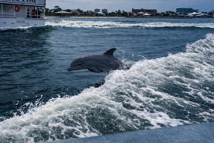BIG FUN Dolphin Cruise & Sealife Experiece ORANGE BEACH ALABAMA