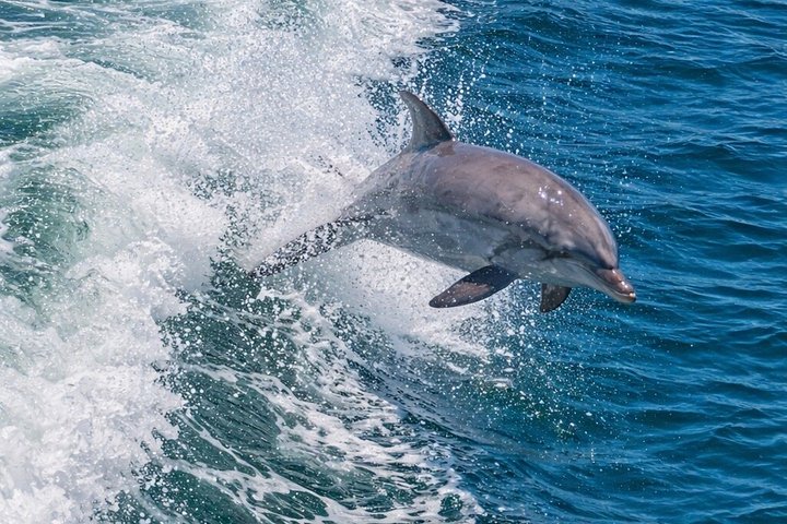 BIG FUN Dolphin Cruise & Sealife Experiece ORANGE BEACH ALABAMA